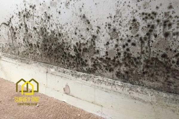 What’s the First Step to Take When You Notice Damp on a Party Wall Portsmouth?